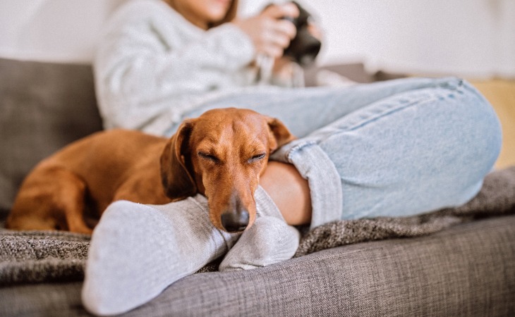 chien teckel dort sur les pieds de sa maîtresse