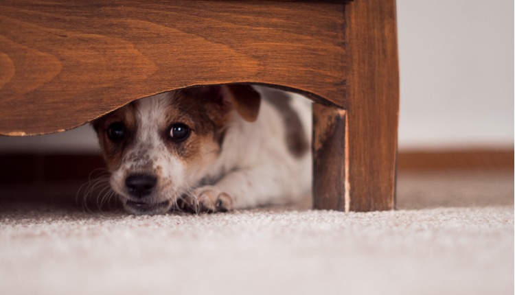 perro jack russell se esconde debajo de un mueble