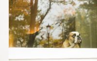 chien bouledogue anglais regarde par la fenêtre