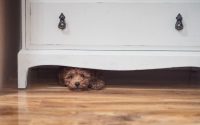 chien caniche se cache sous un meuble