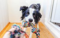 chien border collie tire sur une corde