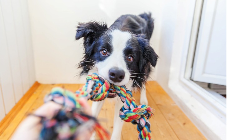 chien border collie tire sur une corde