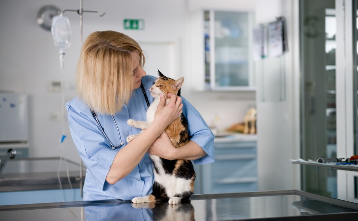 gato tricolor en los brazos del veterinario