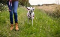 chien dalmatien en promenade avec sa maîtresse
