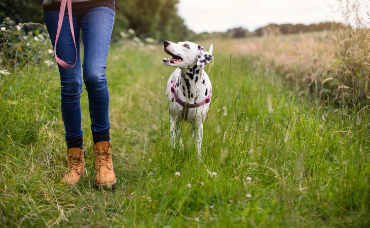 chien dalmatien en promenade avec sa maîtresse