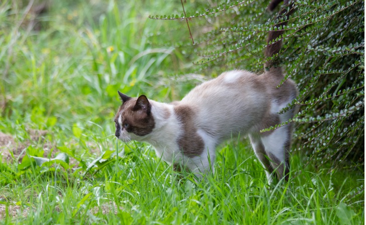 un chat urine contre un buisson