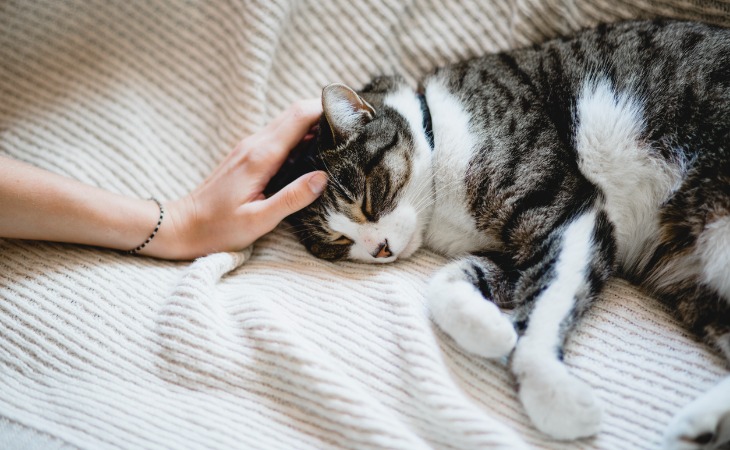 chat tigré et blanc qui dort