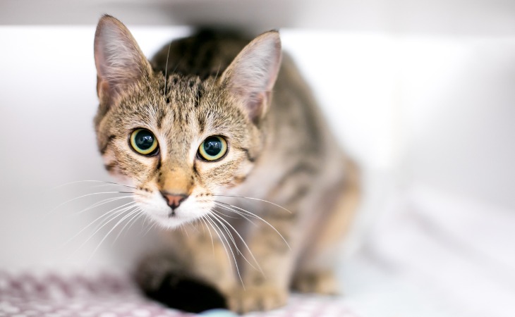 chat tigré se cache sous un meuble