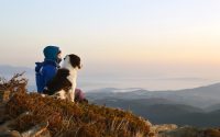chien et son maître à la montagne regardent l'horizon