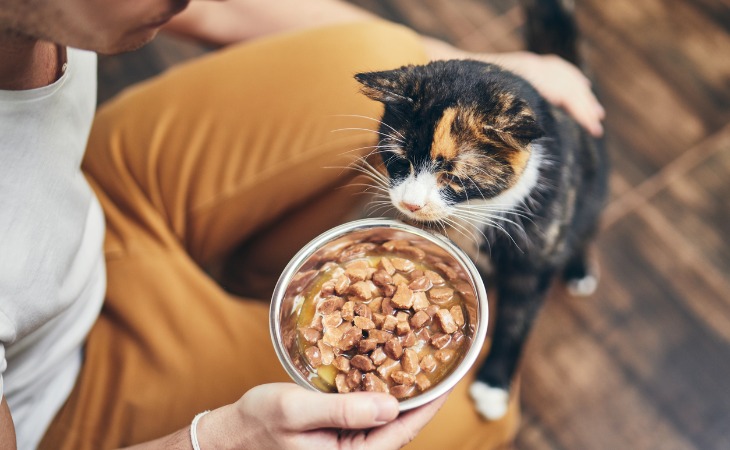 dueño dando de comer a un gato