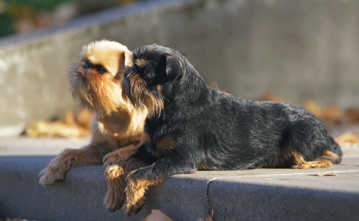 deux petits chiens griffons bruxellois allongés sur un trottoir