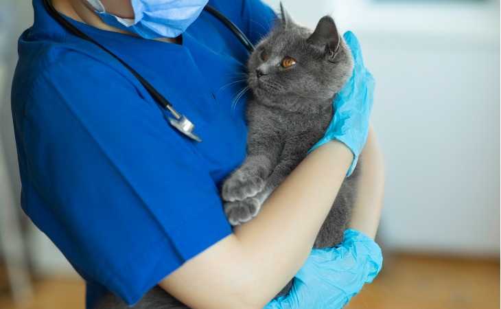 Gato en los brazos de un veterinario