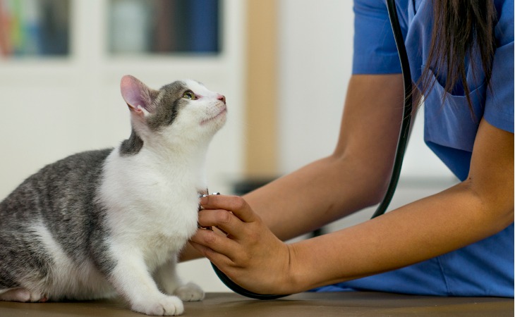 chat gris et blanc se fait ausculter chez le vétérinaire