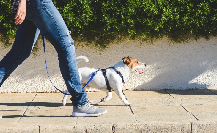 chien jack russell en promenade avec son maître