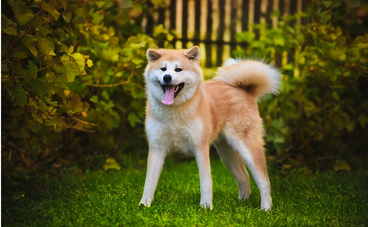 Más bien plácido, el Akita Inu es un animal tranquilo.