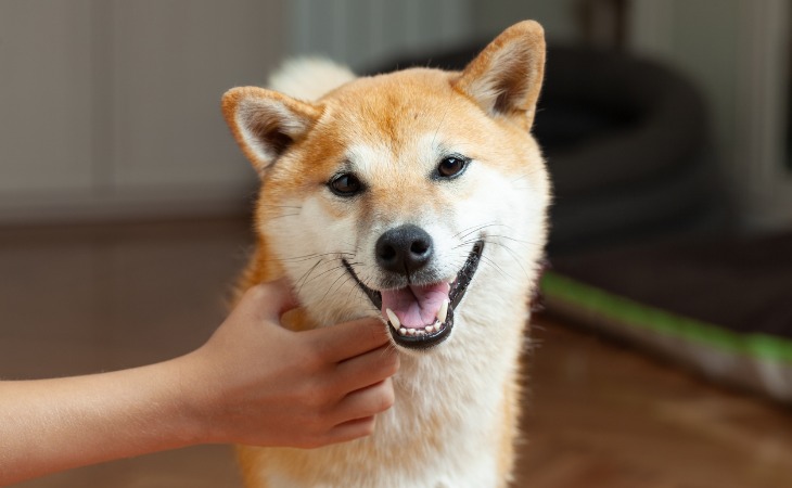 shiba inu heureux reçoit des caresses