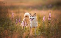 shiba inu dans un pré