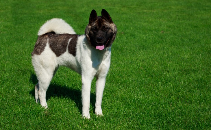 Akita americano