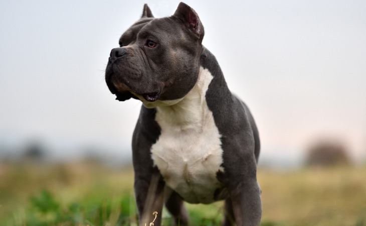 american bully