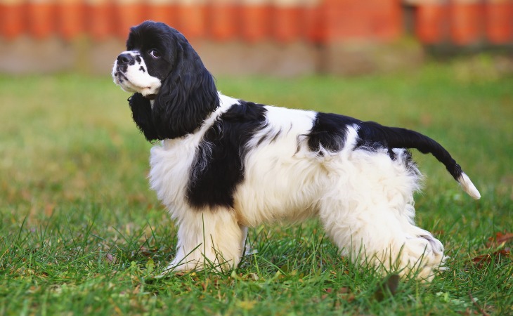 Cocker Spaniel Americano
