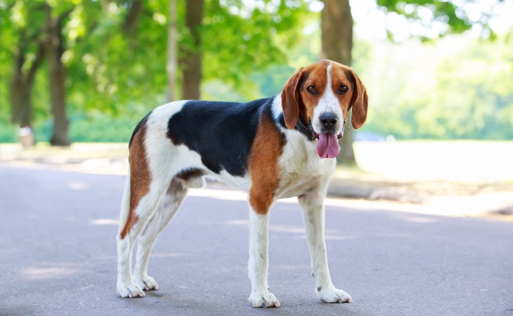 american foxhound