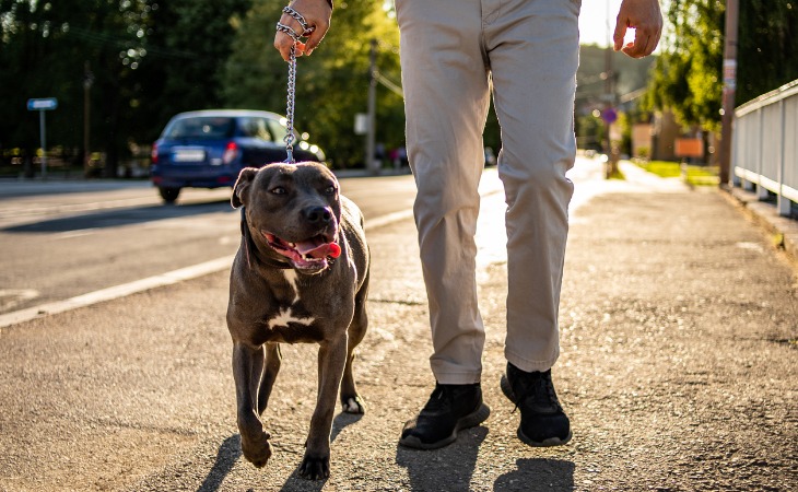 American Staffordshire Terrier