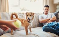 apprendre à mon chien à rapporter un jouet