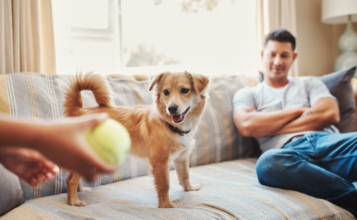 apprendre à mon chien à rapporter un jouet