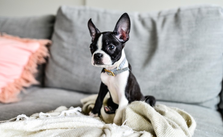 Boston Terrier