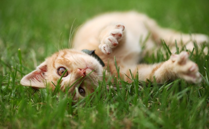 chaton se roule dans l'herbe