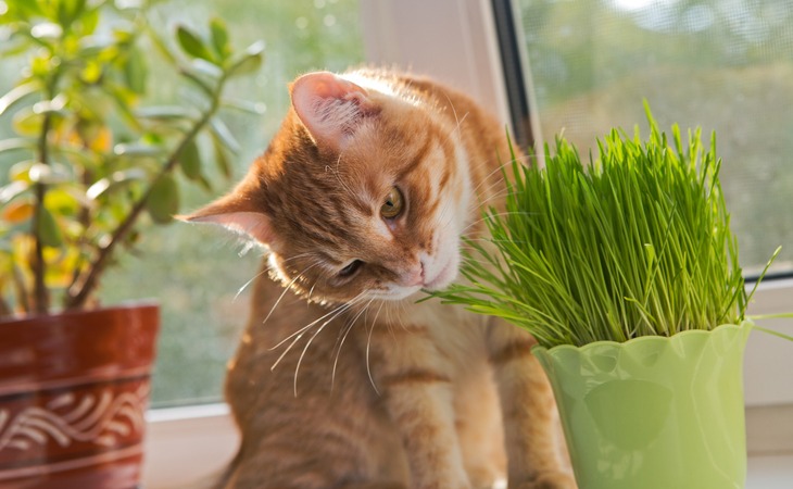 chat roux mange de l'herbe