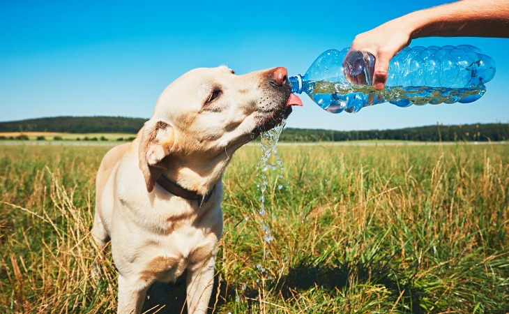 chien labrador boit grâce à une bouteille d'eau