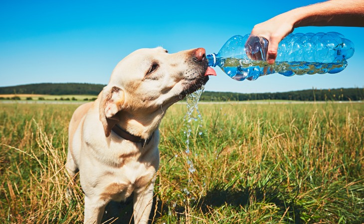 Mon chien ne boit jamais, que faire ?