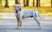 chien léopard catahoula