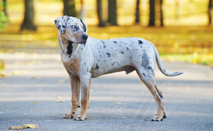 chien léopard catahoula