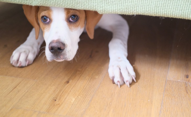 perro tiene miedo y se esconde debajo del sofá