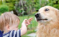 chien golden retriever a peur d'un jeune enfant