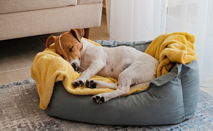 chien jack russell qui dort