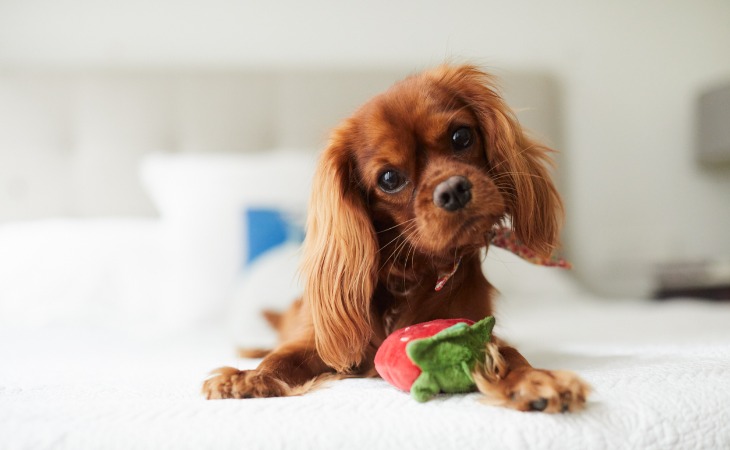 chiot avec jouet