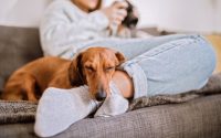 chien teckel dort sur les pieds de sa maîtresse