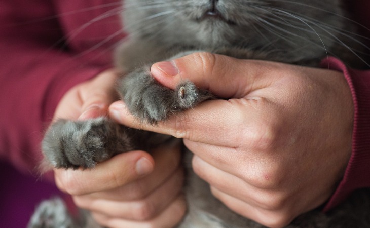 uñas del gato