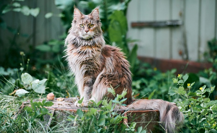 grand chat maine coon dans un jardin