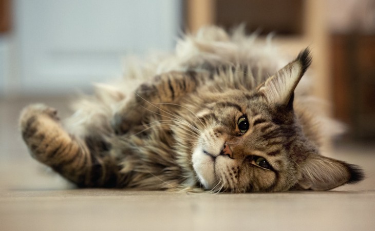 gato grande maine coon