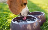 chien beagle boit dans sa gamelle