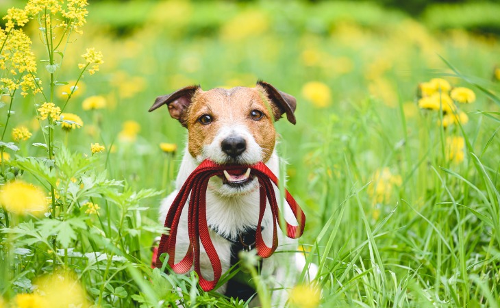 chien jack russell en promenade