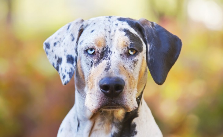 Perro leopardo de Catahoula