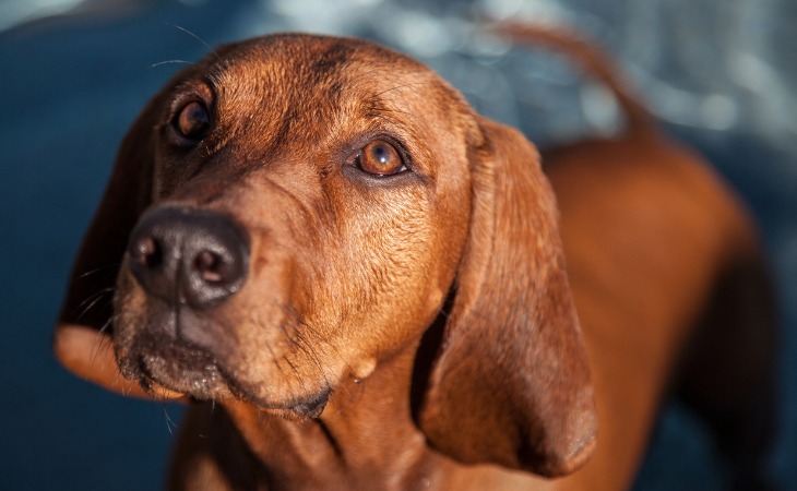 redbone coohound