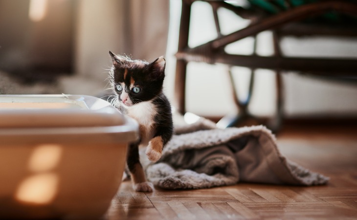 acoger un gatito en casa 