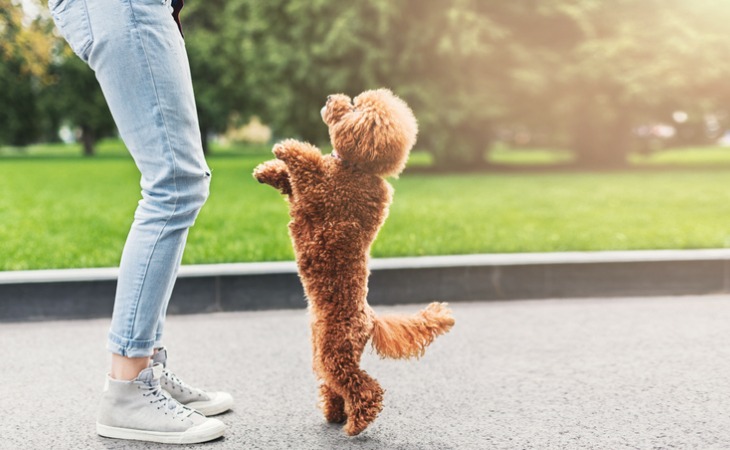 apprendre à mon chien fait le beau