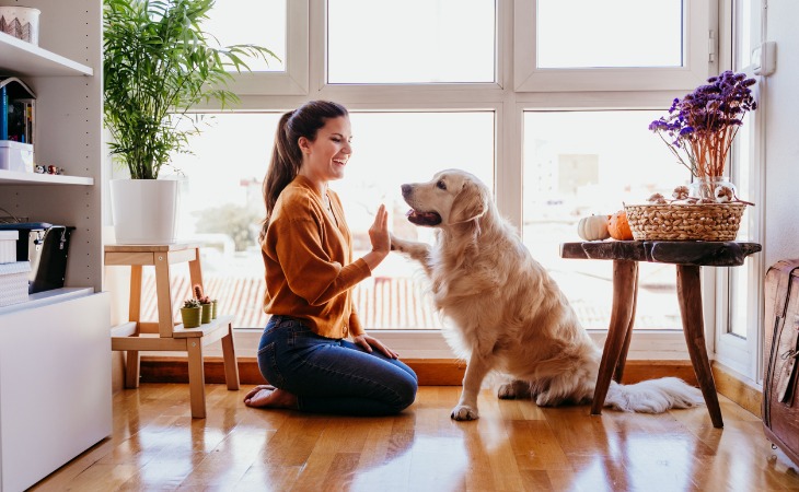 perro golden retriever sentado